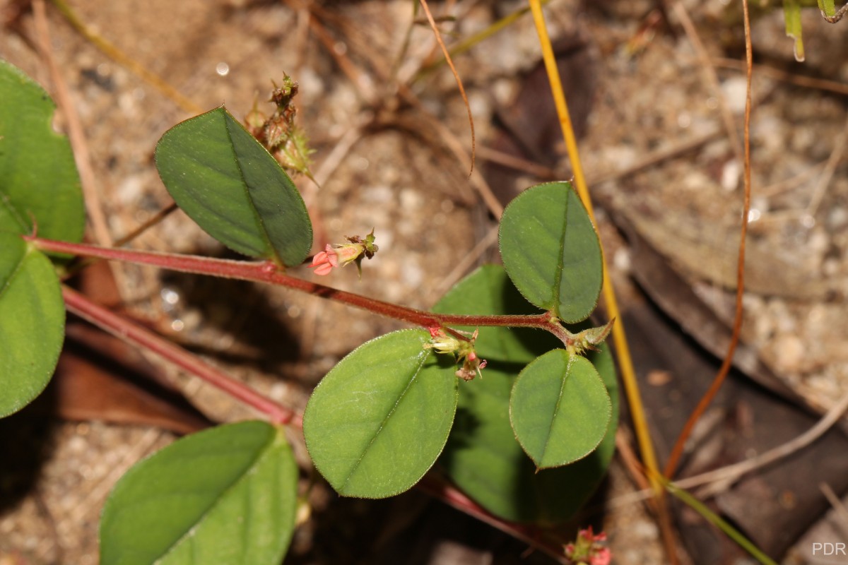 Indigofera nummulariifolia (L.) Livera ex Alston